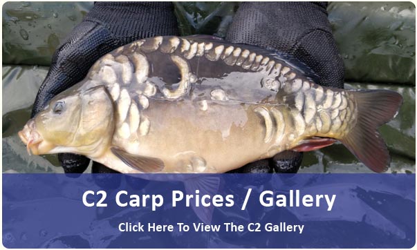 Carp For Sale, Specimen Carp up to 16lb - White Water Fisheries