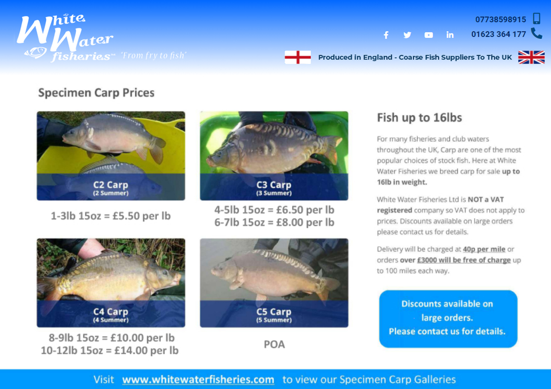 Carp For Sale, Specimen Carp up to 16lb White Water Fisheries