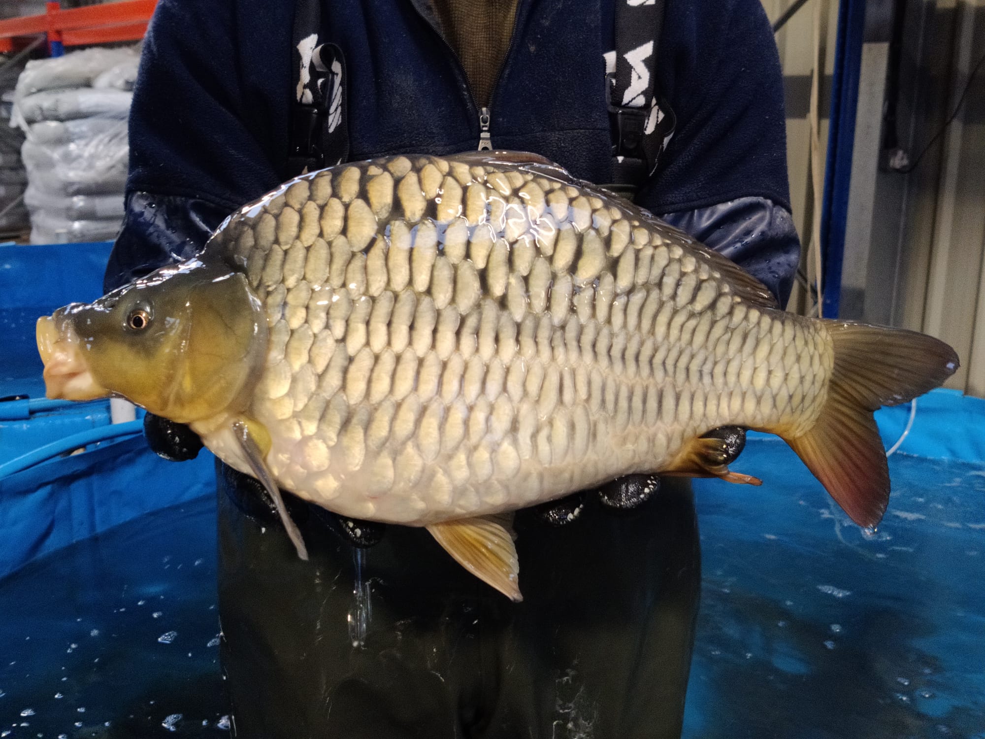 C2 Carp Gallery (2 Summer) White Water Fisheries